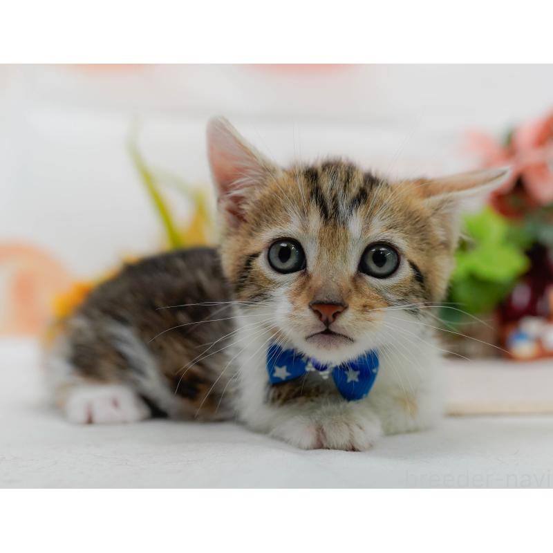 販売中の神奈川県のマンチカン-133026の9枚目