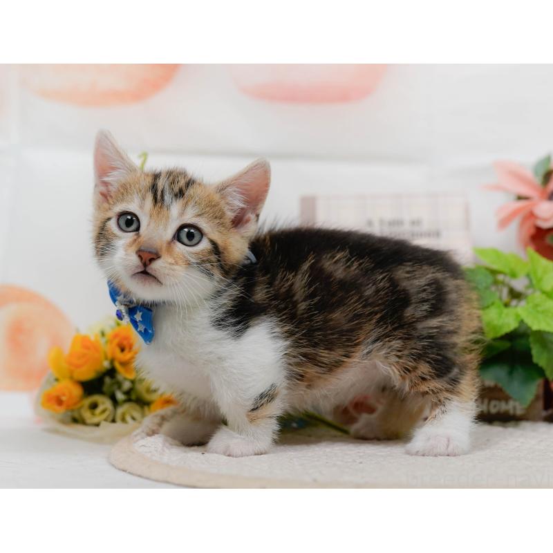 販売中の神奈川県のマンチカン-133026の7枚目