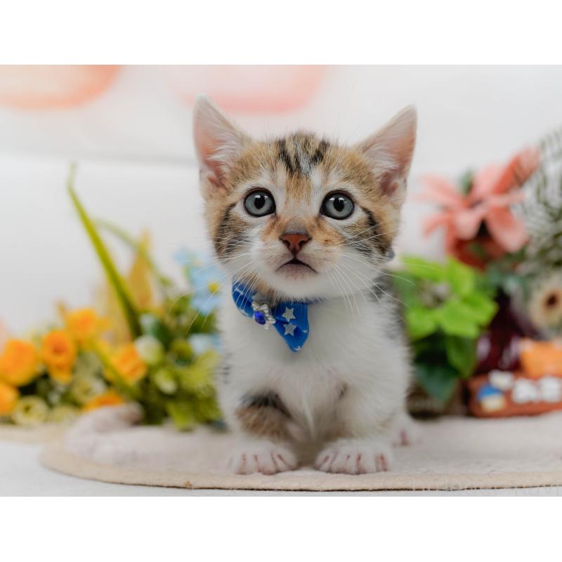 販売中の神奈川県のマンチカン-133026の6枚目