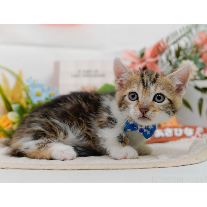 販売中の神奈川県のマンチカン-133026の5枚目