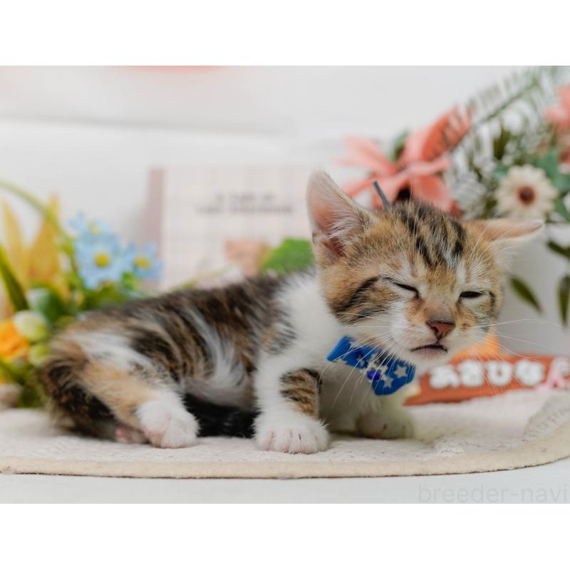 販売中の神奈川県のマンチカン-133026の4枚目