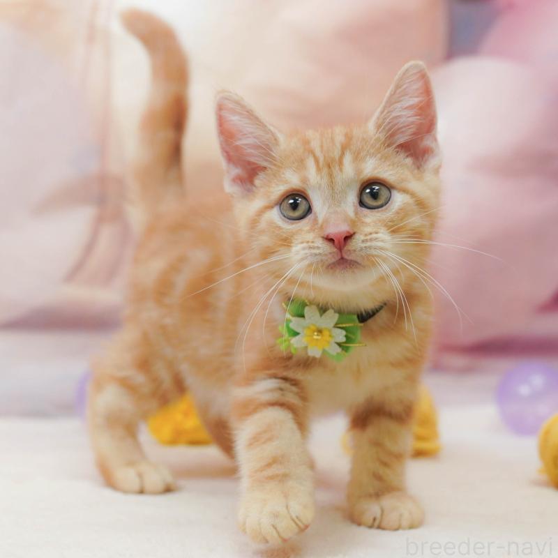 販売中の埼玉県のアメリカンショートヘア-133002