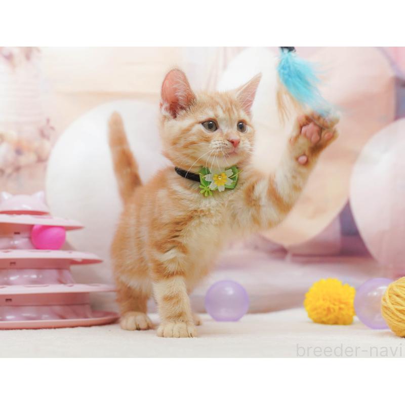 販売中の埼玉県のアメリカンショートヘア-133002の12枚目