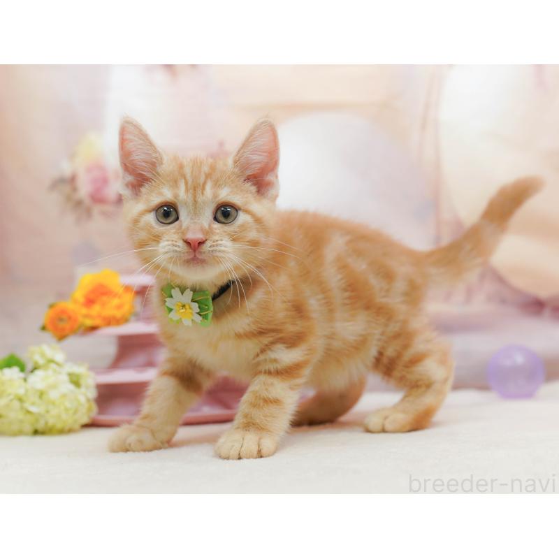 販売中の埼玉県のアメリカンショートヘア-133002の11枚目