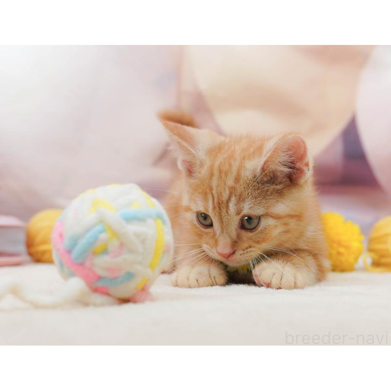 販売中の埼玉県のアメリカンショートヘア-133002の10枚目