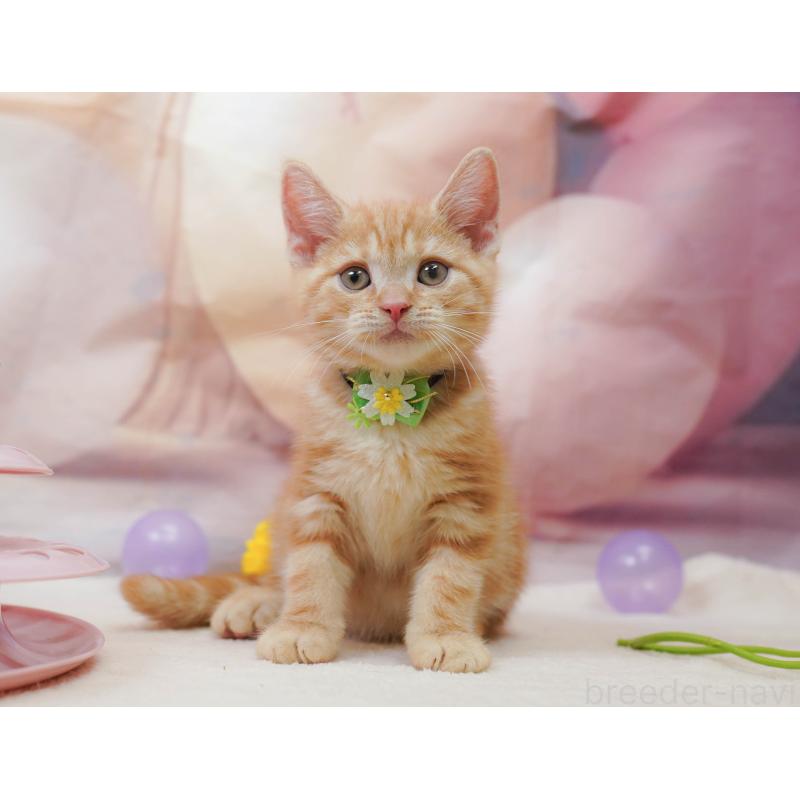 販売中の埼玉県のアメリカンショートヘア-133002の9枚目