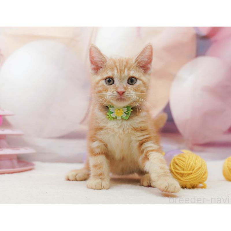 販売中の埼玉県のアメリカンショートヘア-133002の8枚目