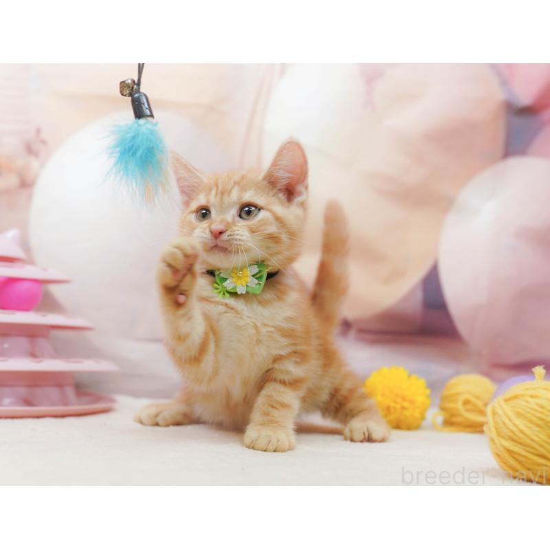 販売中の埼玉県のアメリカンショートヘア-133002の7枚目