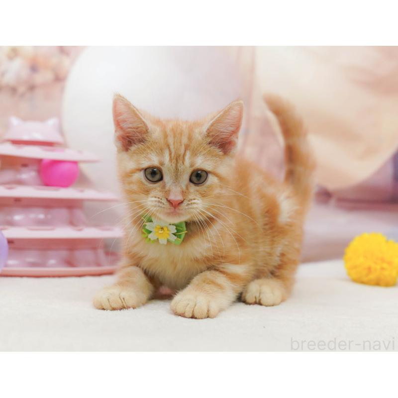 販売中の埼玉県のアメリカンショートヘア-133002の6枚目