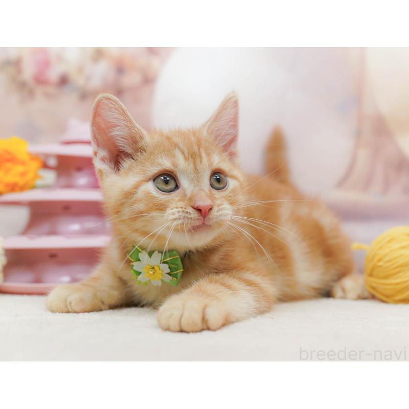 販売中の埼玉県のアメリカンショートヘア-133002の5枚目