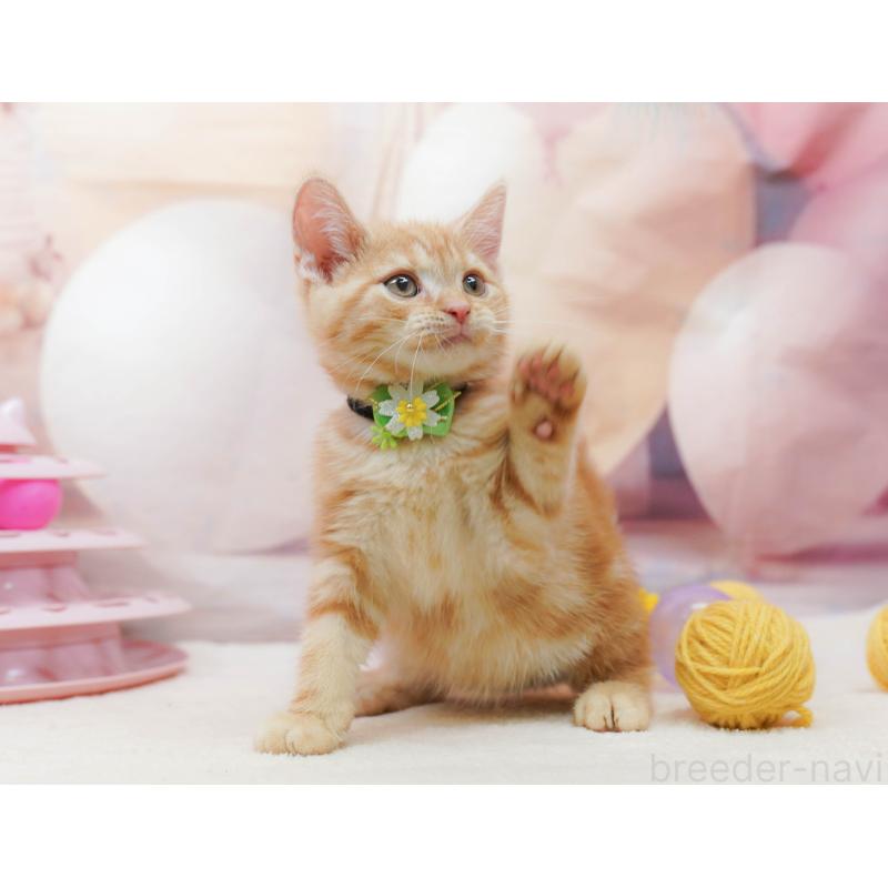 販売中の埼玉県のアメリカンショートヘア-133002の4枚目