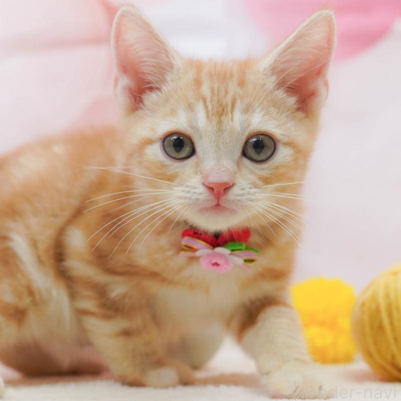 販売中の埼玉県のアメリカンショートヘア-133001