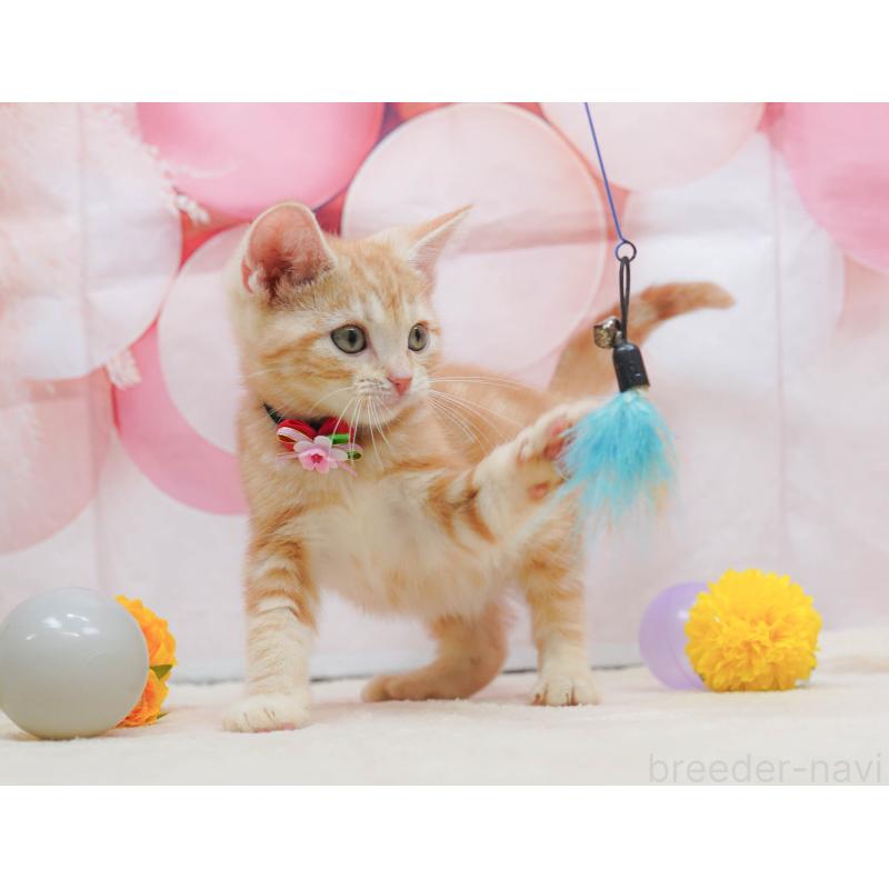 販売中の埼玉県のアメリカンショートヘア-133001の10枚目