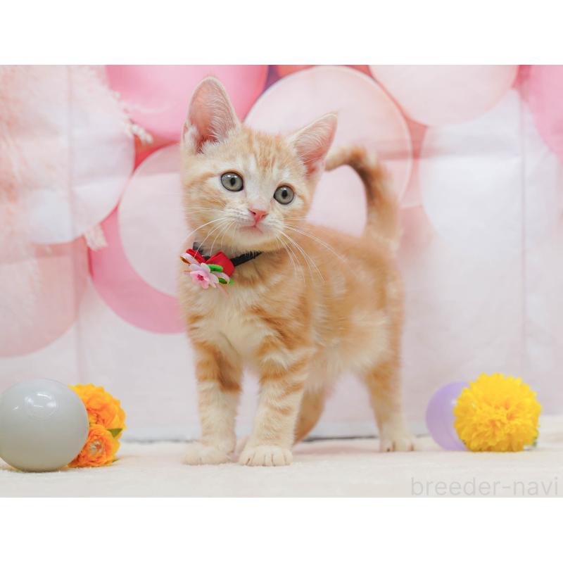 販売中の埼玉県のアメリカンショートヘア-133001の9枚目