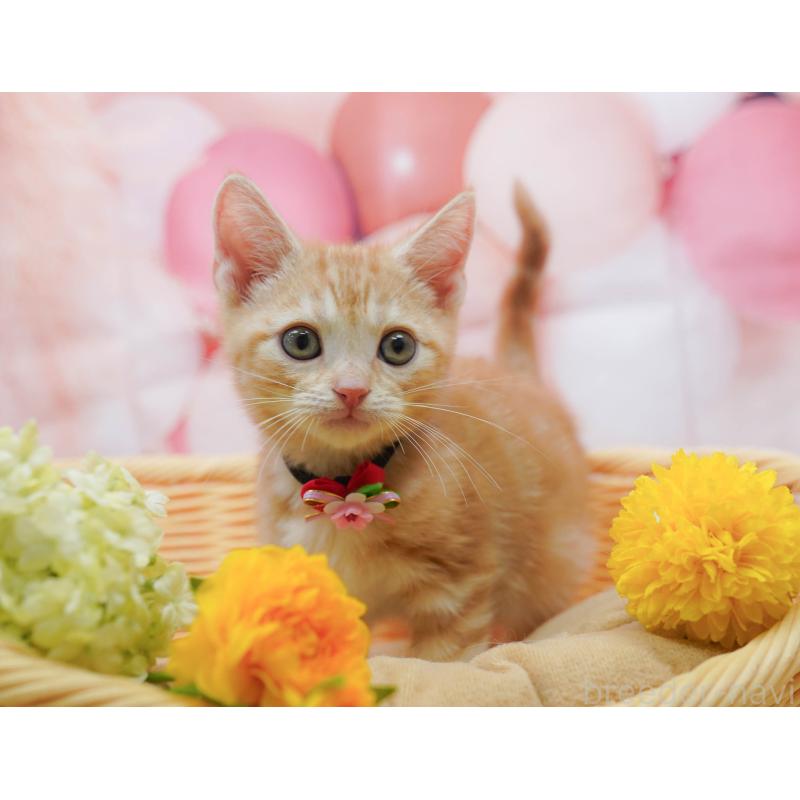 販売中の埼玉県のアメリカンショートヘア-133001の8枚目