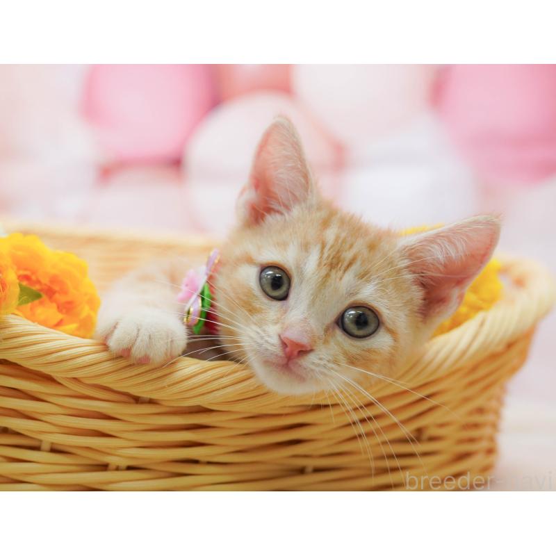 販売中の埼玉県のアメリカンショートヘア-133001の7枚目