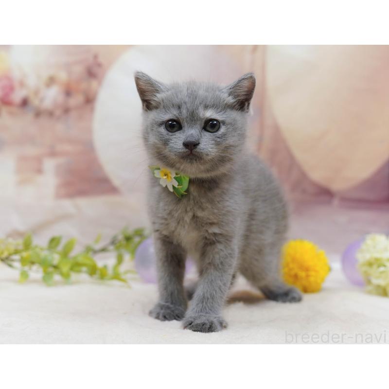 販売中の千葉県のマンチカン-133091