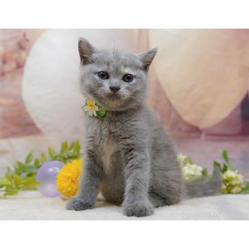 販売中の千葉県のマンチカン-133091の9枚目