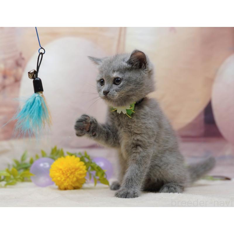 販売中の千葉県のマンチカン-133091の8枚目