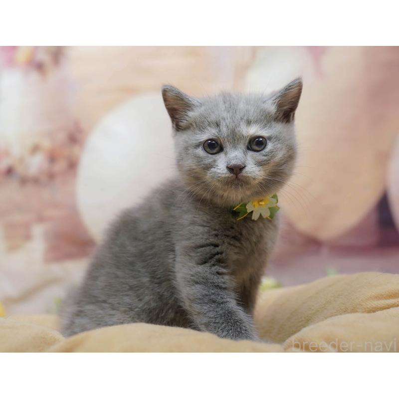 販売中の千葉県のマンチカン-133091の7枚目