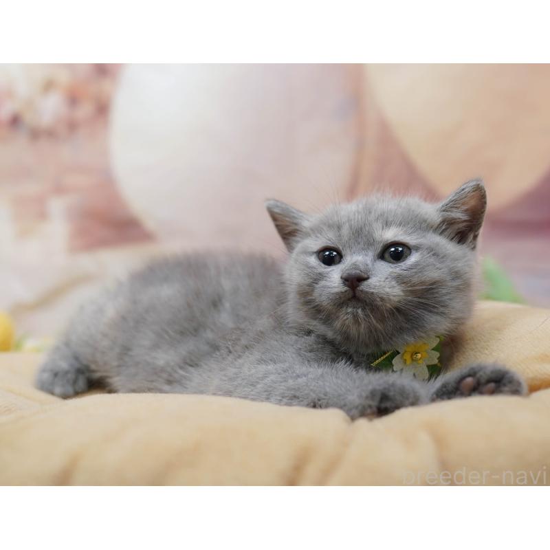 販売中の千葉県のマンチカン-133091の6枚目