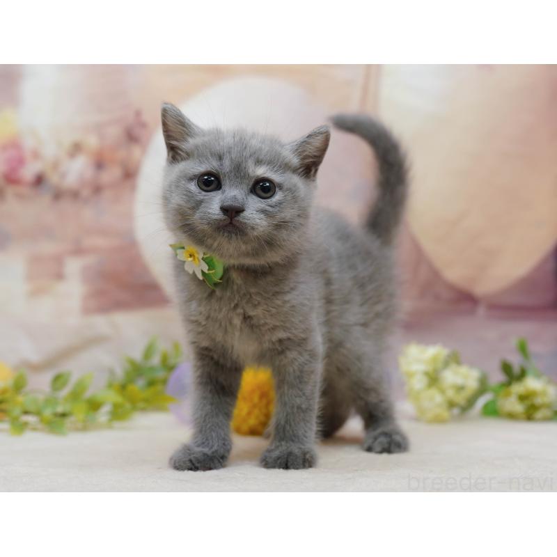 販売中の千葉県のマンチカン-133091の5枚目