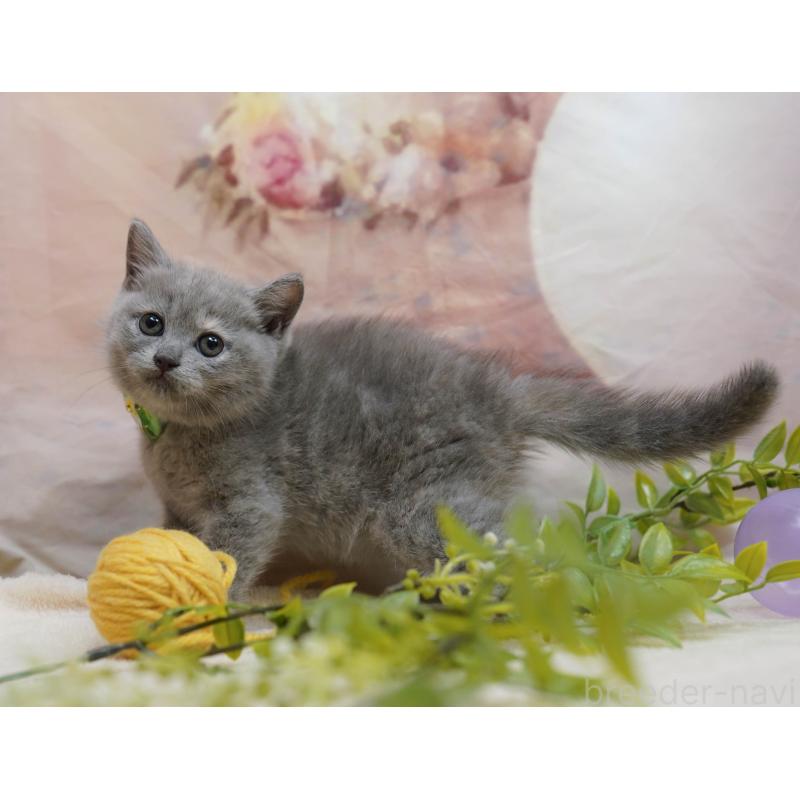 販売中の千葉県のマンチカン-133091の4枚目