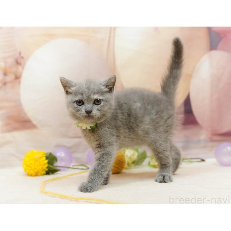 販売中の千葉県のマンチカン-133091の3枚目