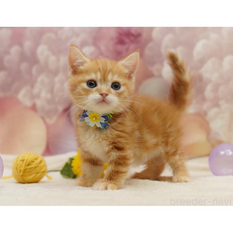 販売中の千葉県のマンチカン-133092