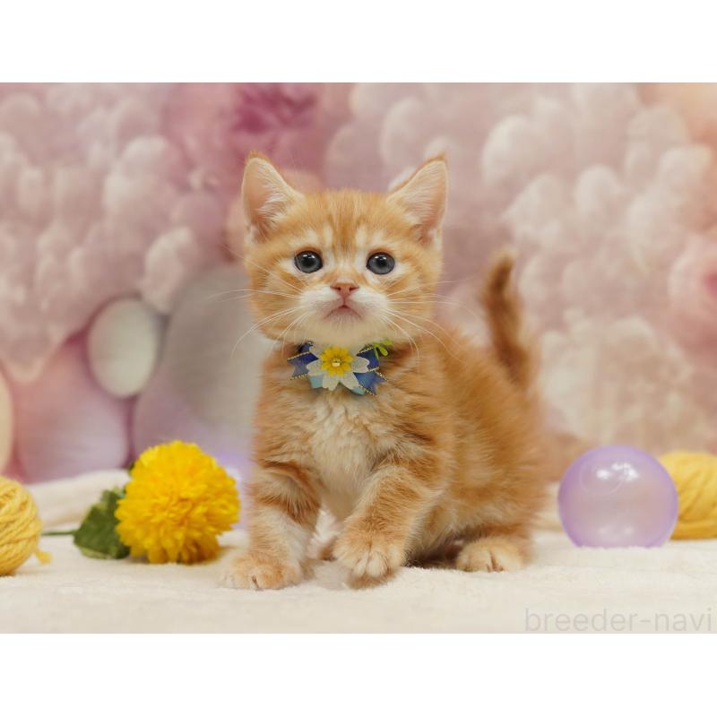 販売中の千葉県のマンチカン-133092の9枚目