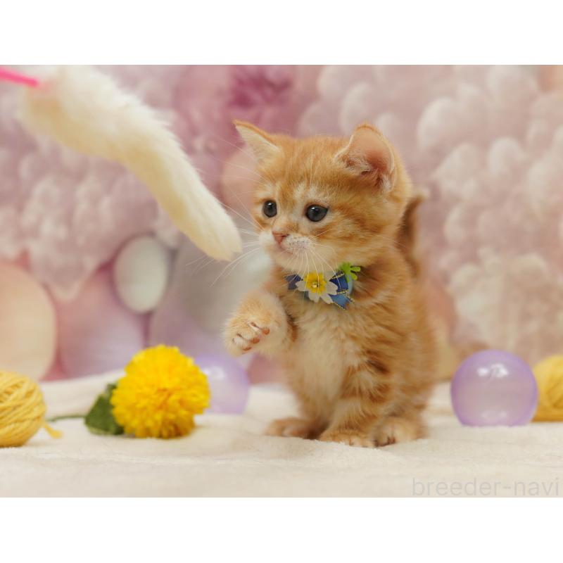 販売中の千葉県のマンチカン-133092の8枚目