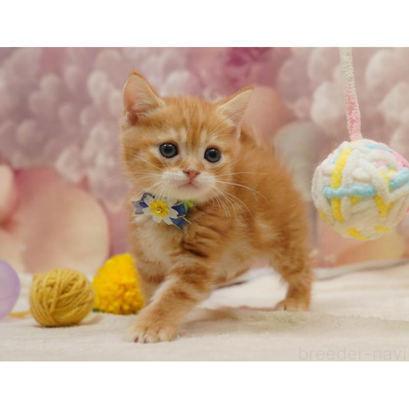 販売中の千葉県のマンチカン-133092の7枚目