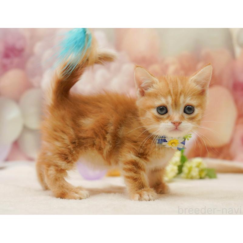 販売中の千葉県のマンチカン-133092の6枚目