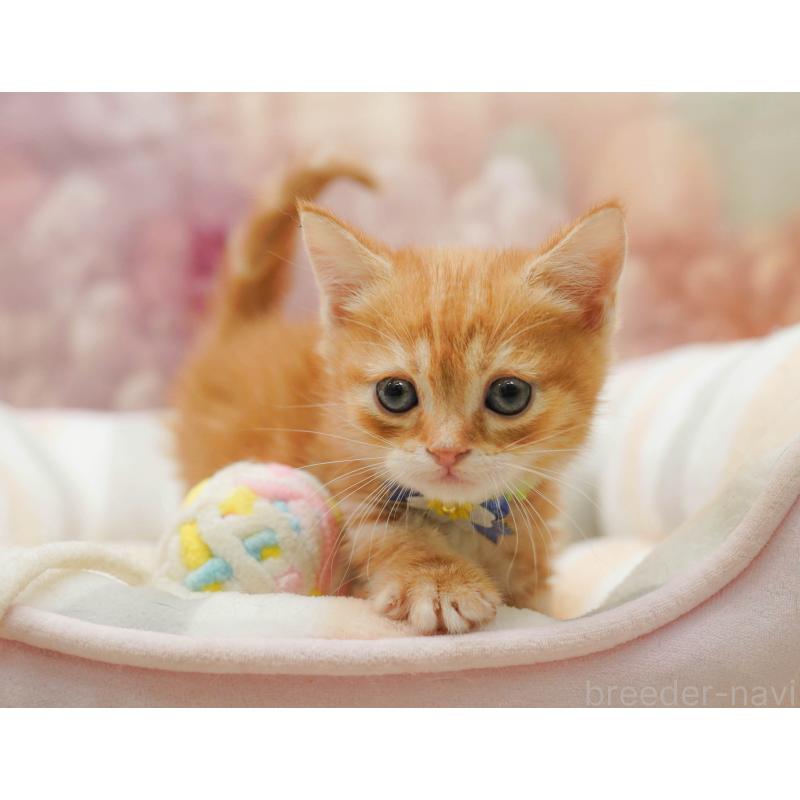 販売中の千葉県のマンチカン-133092の5枚目