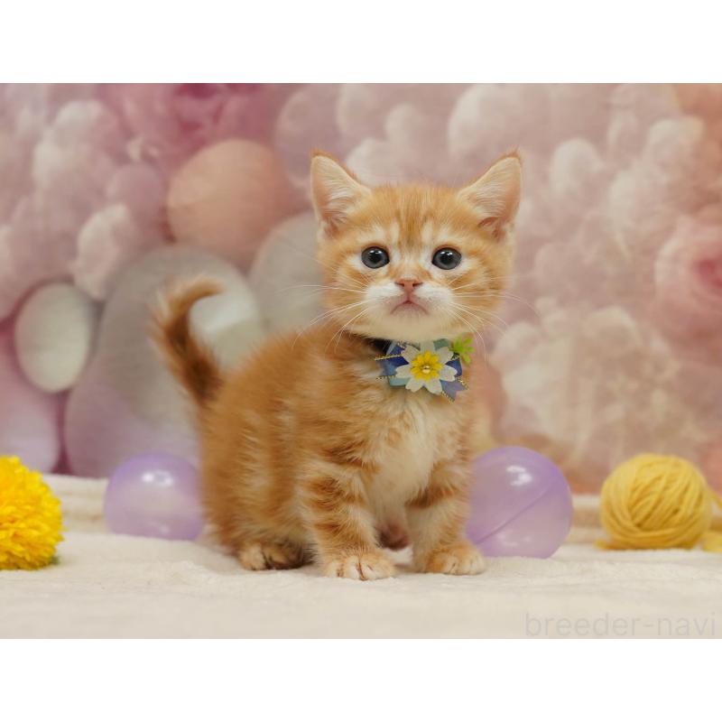 販売中の千葉県のマンチカン-133092の4枚目