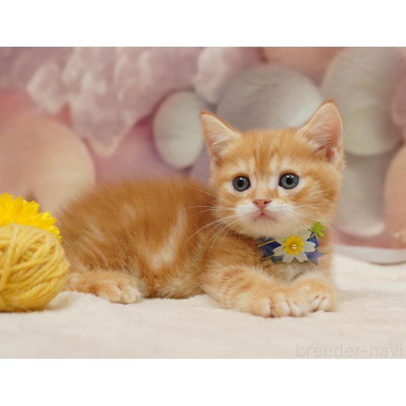 販売中の千葉県のマンチカン-133092の3枚目