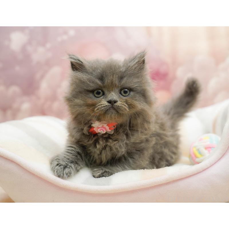 販売中の千葉県のラガマフィン-133096の9枚目