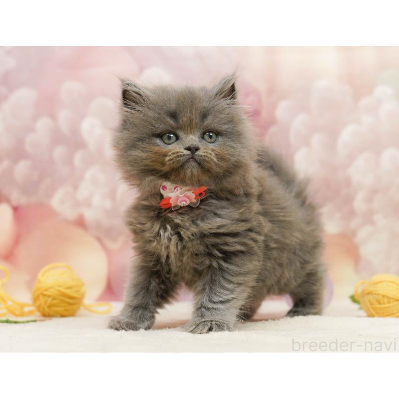 販売中の千葉県のラガマフィン-133096の6枚目