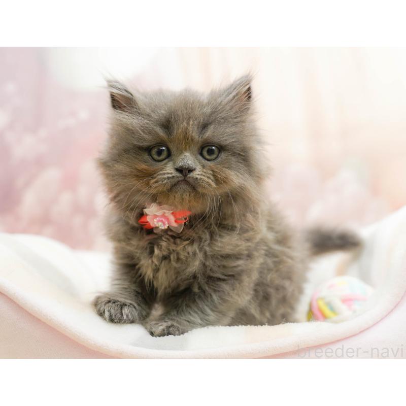 販売中の千葉県のラガマフィン-133096の4枚目