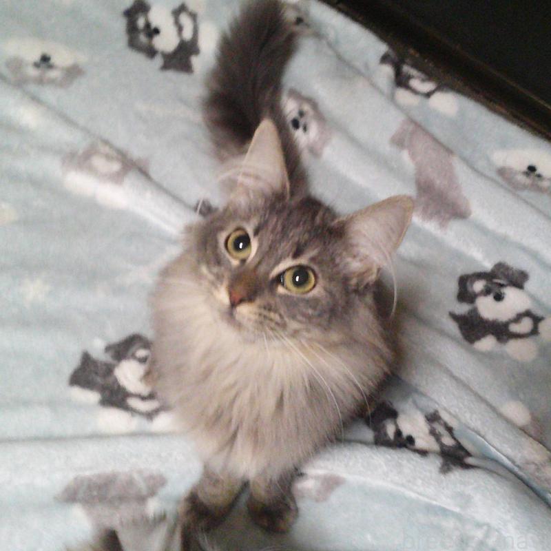 販売中の愛知県のノルウェージャンフォレストキャット-122005