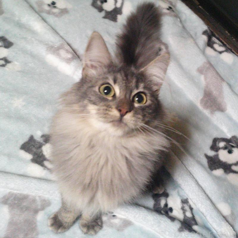 販売中の愛知県のノルウェージャンフォレストキャット-122005の6枚目