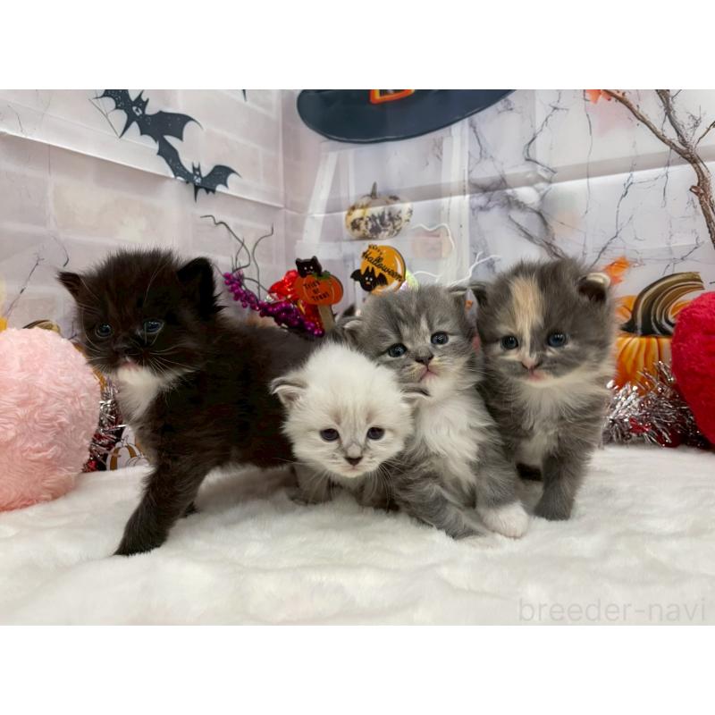 販売中の埼玉県のサイベリアン-129684の6枚目