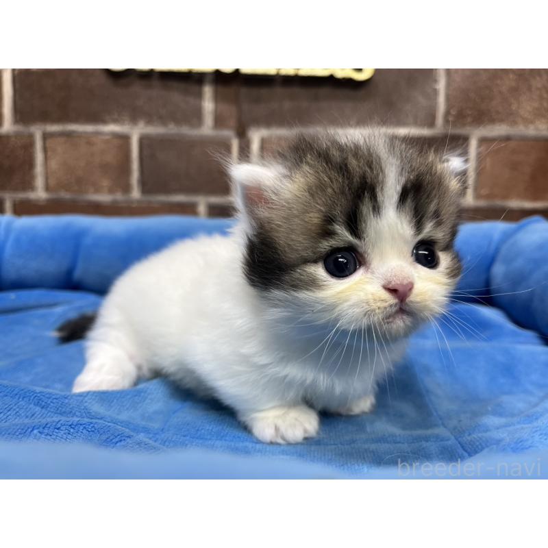 販売中の東京都のミヌエット(短足)-132994の15枚目