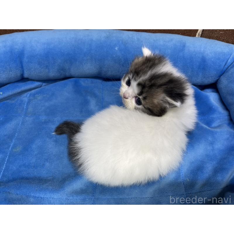 販売中の東京都のミヌエット(短足)-132994の14枚目