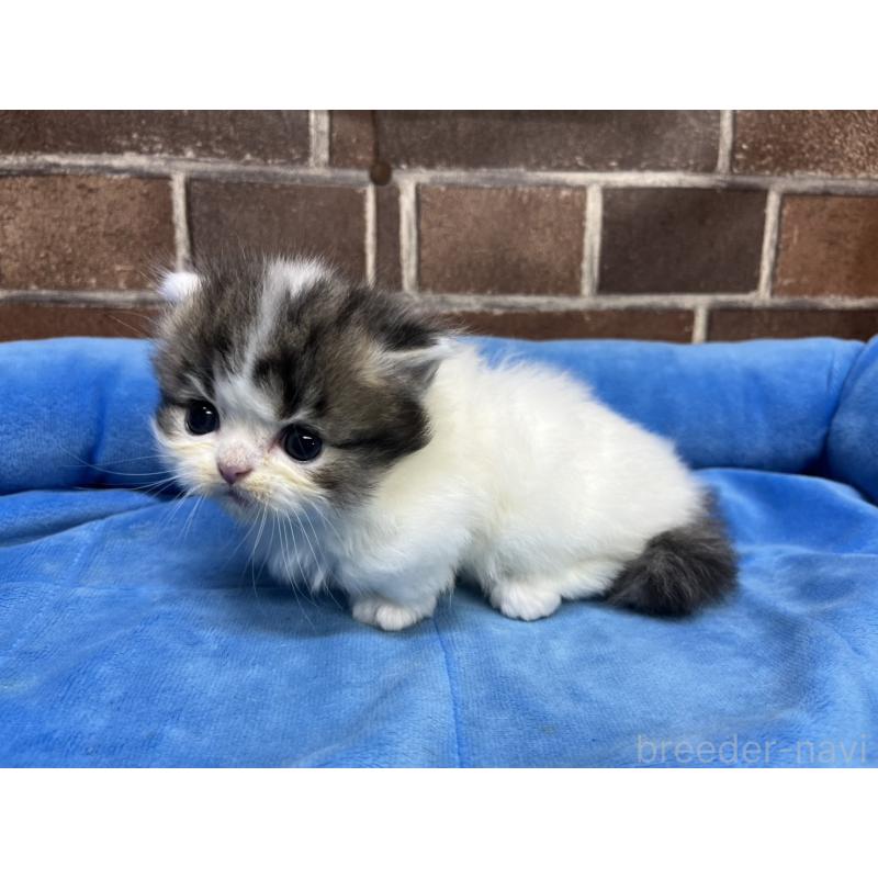 販売中の東京都のミヌエット(短足)-132994の13枚目