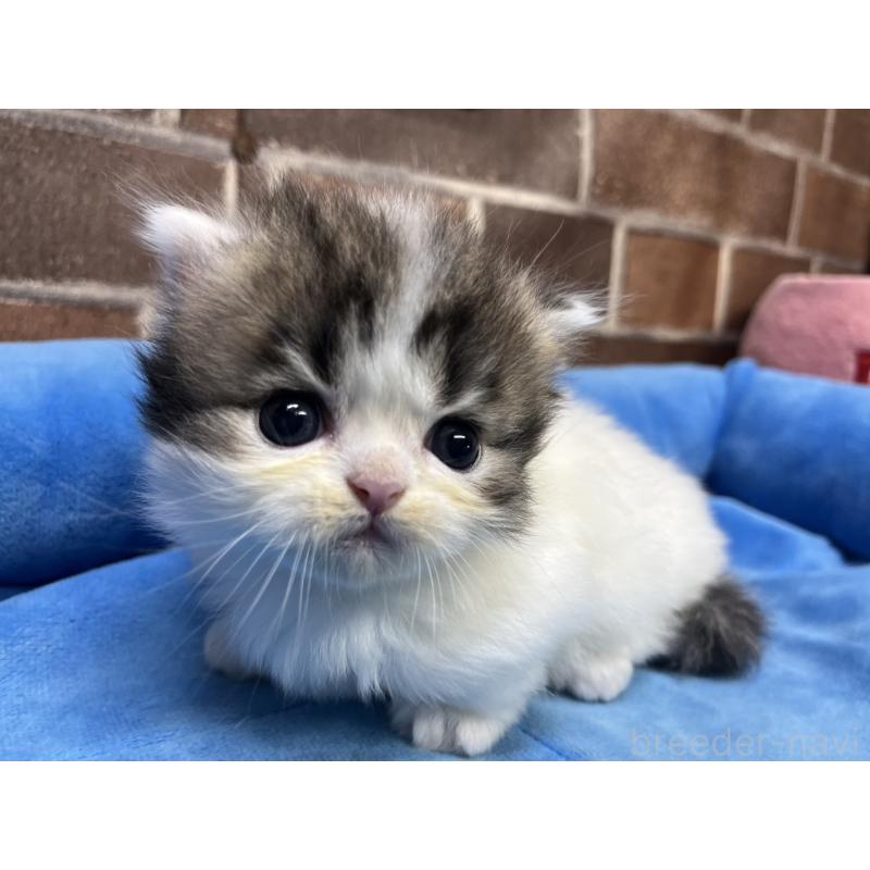 販売中の東京都のミヌエット(短足)-132994の12枚目