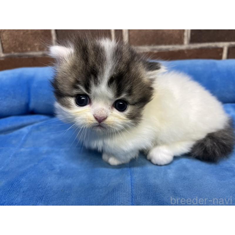 販売中の東京都のミヌエット(短足)-132994の11枚目