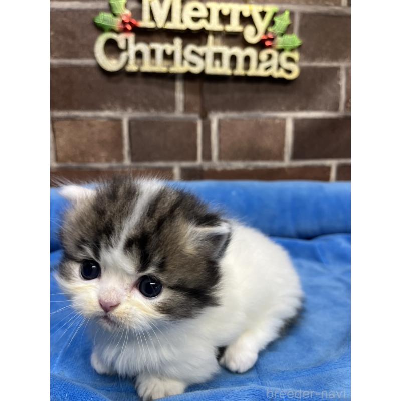 販売中の東京都のミヌエット(短足)-132994の10枚目