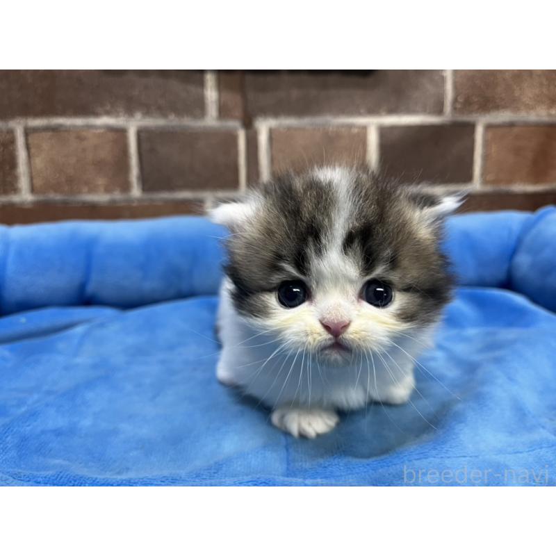 販売中の東京都のミヌエット(短足)-132994の9枚目