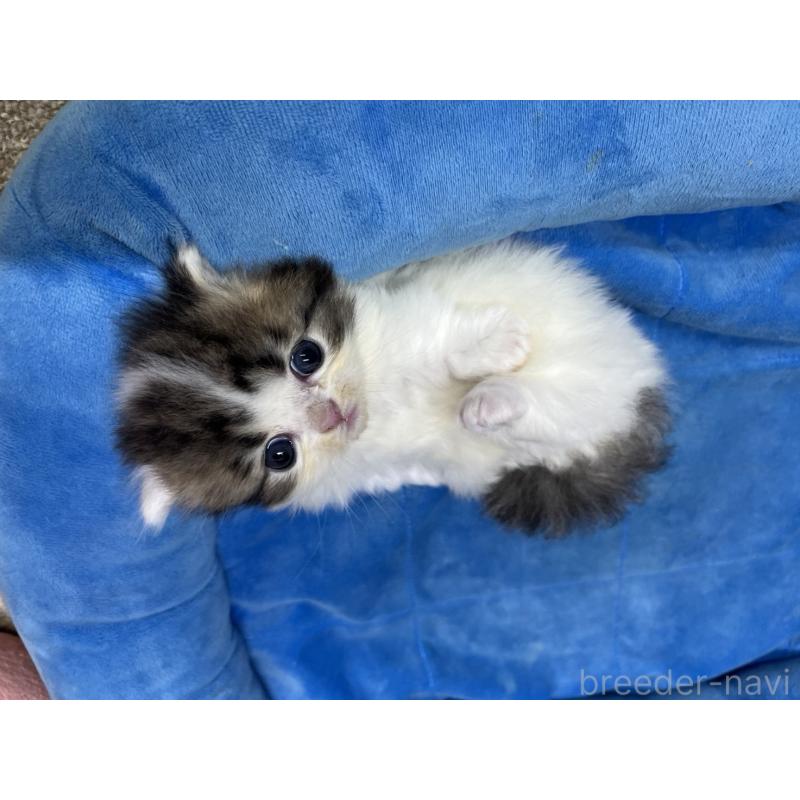 販売中の東京都のミヌエット(短足)-132994の8枚目